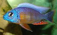 Premium quality African Cichlids: Aulonocara XL males available