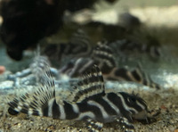 PLECOS