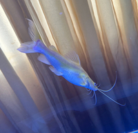 ALBINO ASIAN REDTAIL CATFISH - £70