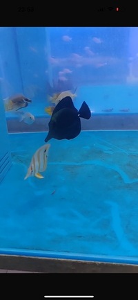 Long Nose Rare Black Tang