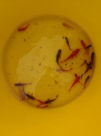 Goldfish and Shubunkins 1-4 inch