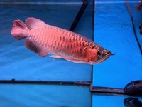 Red Arowana Certificate £700