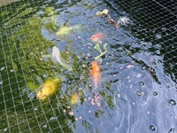 SOLD.   10 large koi carp for sale