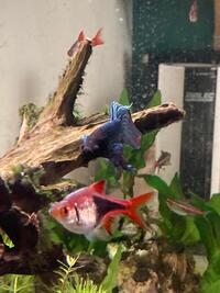 Tropical fish, shrimps, snails + 125L Fluval Roma fish tank & aquatic equipment - £299 ono