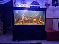 5ft cleair fish tank