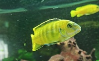 Pseudotropheus/ Chindongo Saulosi