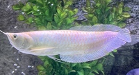 Albino Silver Arowana 9”