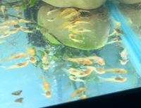 Albino bristlenose babies