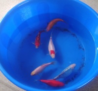 GOLDFISH FOR SALE