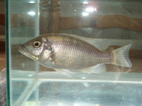 Neolamprologus leleupi [lemon cichlid] & female Copadichrois sp.