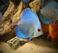 MIXED DISCUS