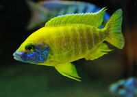 Premium quality African Cichlids: Aulonocara XL males available