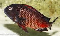 Moliro Firecracker Tropheus - Adult Group