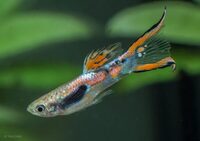 Endler guppies