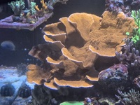 Various SPS corals, Montiporas etc just £10 each