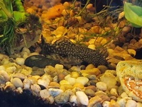 Bristle nose plecostomus £8 each