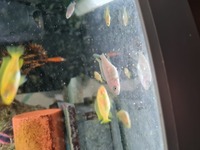 Young malawi cichlids