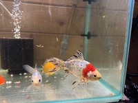 Shubunkins and Goldfish for Sale