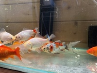 Shubunkins and Goldfish for Sale