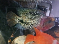 Veija breeding pair 12 inches