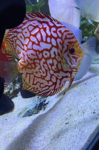 Discus set up : larger discus for sale now