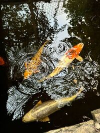 Beautiful Koi request new home