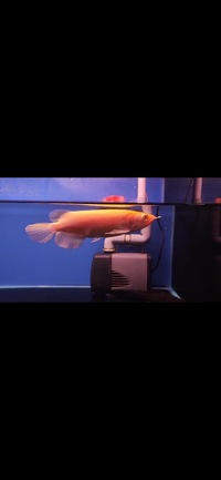 Super Rare Albino Super Red Arowana’s