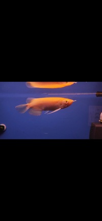 Super Rare Albino Super Red Arowana’s