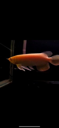 Super Rare Albino Super Red Arowana’s