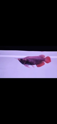 Rare King Short Body Super Red Arowana