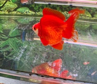 Two beautiful Rhyukin goldfish free