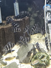 baby frontosa 3 inch £10 each or deal for multi buy