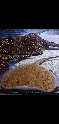 Stingray pups snow leopard hybrids