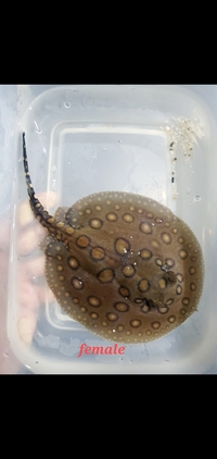 Stingray pups snow leopard hybrids