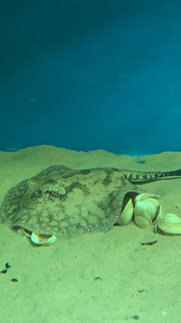 potamotrygon Wallacei Hystrix Stingray Female