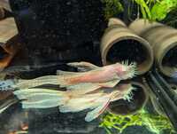 Longfin Albino Adult bristlenose