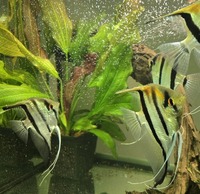 Altum Angelfish Orinico/Manacapuru Breeding Pair