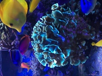 Easy to keep SPS corals, bubble tip anemones - bargain prices