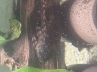 Alenquer Tiger L397 Pleco.