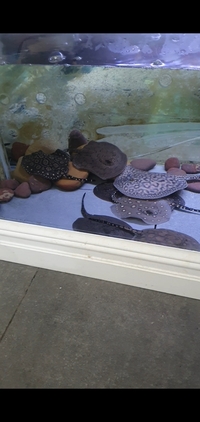 Hybrid stingray pups