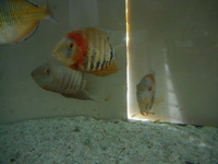 Adult Severums 3 off.