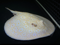 Golden Base Albino Pearl Stingray MALE