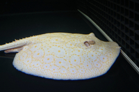 Golden Base Albino Pearl Stingray MALE