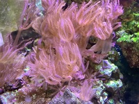 Anthelia coral