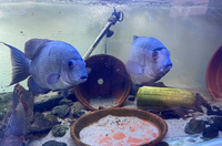 Rare Madagascar Cichlids