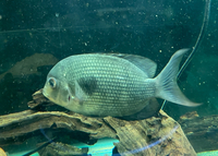 Rare Madagascar Cichlids