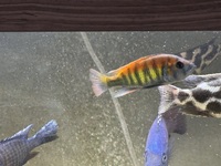 Haplochromis