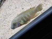 2 x wild caught Eretmodus Cyanostictus Chaitika- 15 pounds each