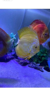 Discus set up : larger discus for sale now