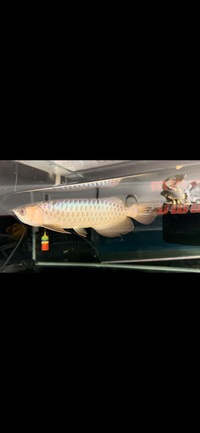 Rare Kerian Blue Crossback Arowana Wild Bloodline